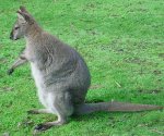 Red necked wallaby - pictures and facts