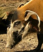 Red river hog