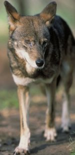 Red wolf