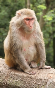 Rhesus monkey