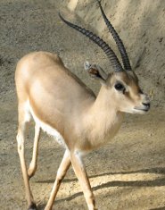 Rhim gazelle