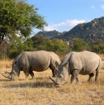 White Rhinoceros