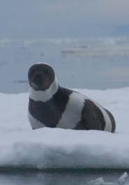 Ribbon seal