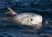 Risso's dolphin