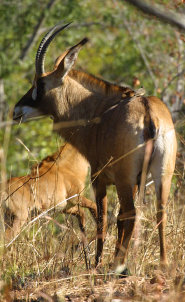 Roan antelope