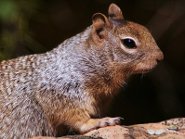 Rock squirrel