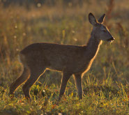 roe deer facts