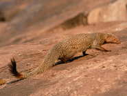 Ruddy mongoose