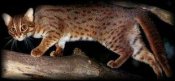 Rusty Spotted Cat