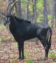 Sable antelope