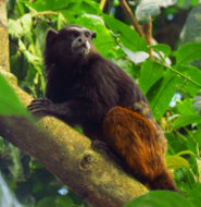 Saddlebacked tamarin