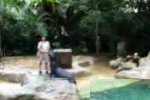 Seal show