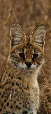 Serval