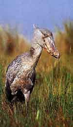 shoebill