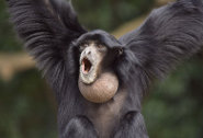 Siamang