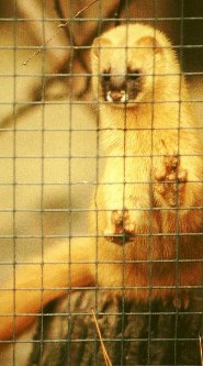 Siberian weasel