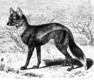 side striped jackal