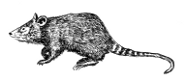 Silky shrew opossum