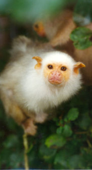 Silvery marmoset