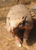 Six banded armadillo