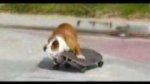 Tillman the skateboarding dog