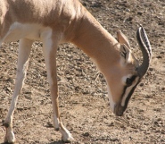 Soemmering's gazelle
