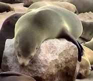South african fur seal