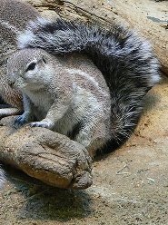 South African ground squirrel