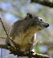 Southern tree hyrax