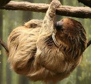 Southern Two-Toed Sloth - Slowest Animal On Earth - pictures and facts