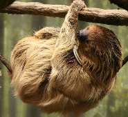 Southern two-toed sloth