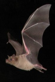 Southern long-nosed bat