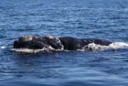 Southern right whale