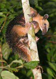 Southern Tamandua Anteater Tamandua Tetradactyla Threat Pose 