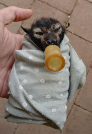 Spectacled flying-fox