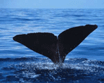 Sperm whale