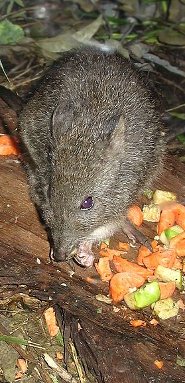 Spinifex hopping mouse