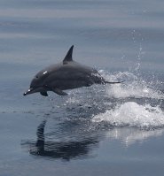 Spinner dolphin