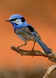 Splendid fairywren