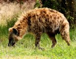 Spotted hyena