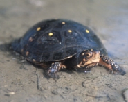 Spotted turtle