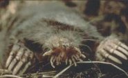 Star-nosed mole