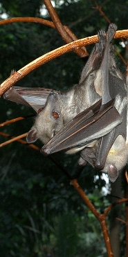 Straw-colored fruit bat