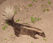 Striped hog-nosed skunk