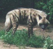 Striped Hyena