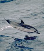 Striped dolphin