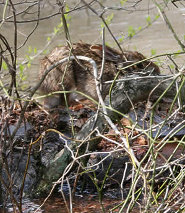 Swamp rabbit riding a log