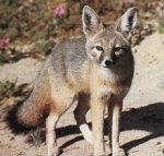 Swift fox