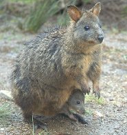 Tasmanian pademelon