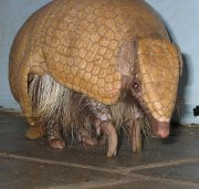 Three banded armadillo